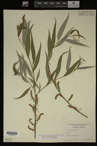 Salix X pendulina image