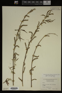 Salix X pendulina image