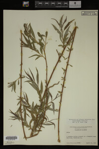 Salix X pendulina image