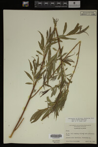 Salix X pendulina image