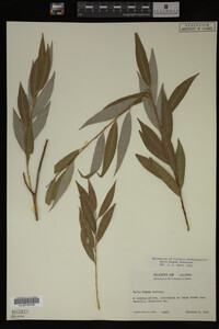 Salix X pendulina image
