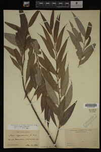 Salix X pendulina image