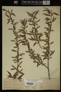 Salix X pendulina image