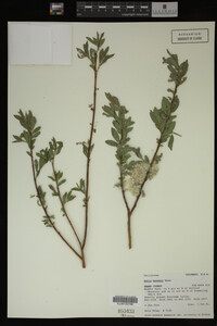 Media resource of Salix boothii