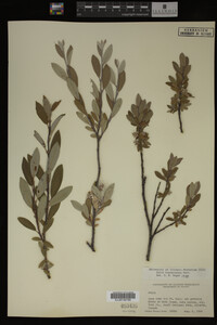 Salix brachycarpa image