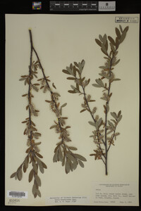 Salix brachycarpa image