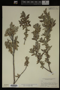 Salix brachycarpa image