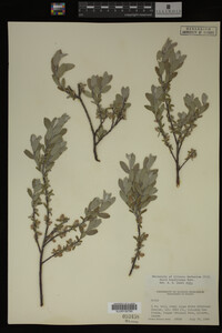 Salix brachycarpa image