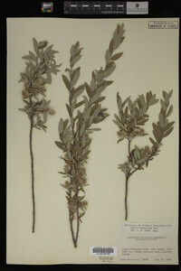 Salix brachycarpa image