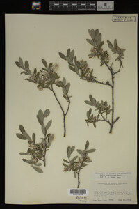 Salix brachycarpa image