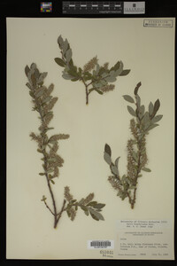 Salix brachycarpa image