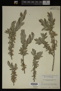 Salix brachycarpa image