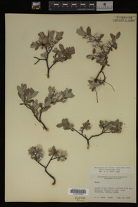 Salix brachycarpa image