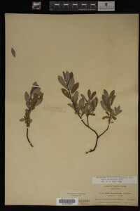 Salix brachycarpa image