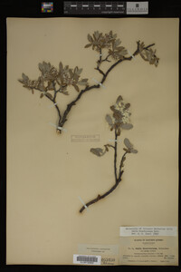 Salix brachycarpa image
