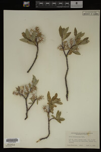 Salix brachycarpa image