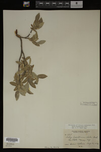Salix brachycarpa image