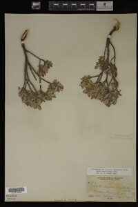 Media resource of Salix brachycarpa