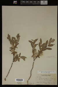 Salix brachycarpa image