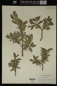 Salix brachycarpa image