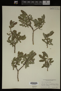 Image Associated With the Occurrence