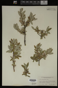 Salix brachycarpa image