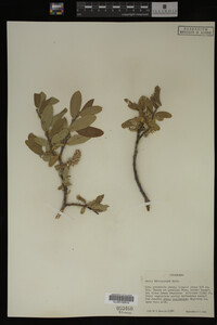 Salix brachycarpa image