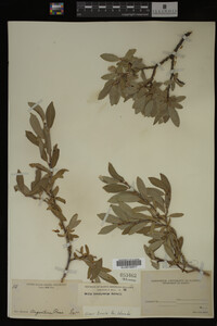 Salix brachycarpa image