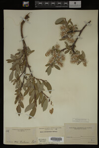 Salix brachycarpa image