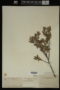 Salix brachycarpa image
