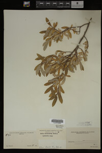 Salix brachycarpa image