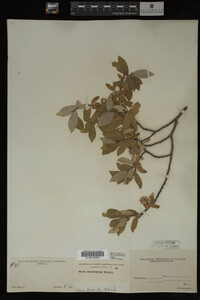 Salix brachycarpa image