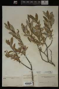 Salix brachycarpa image