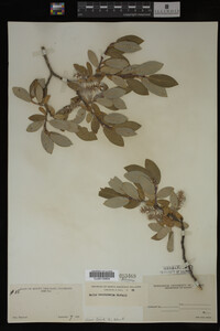 Salix brachycarpa image