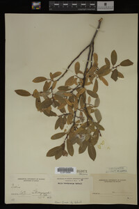 Salix brachycarpa image