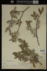 Salix brachycarpa image