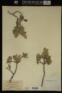 Image Associated With the Occurrence