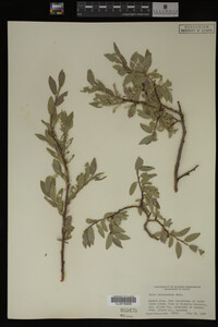 Image Associated With the Occurrence