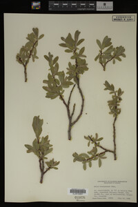 Salix brachycarpa image