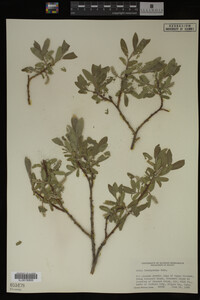 Salix brachycarpa image