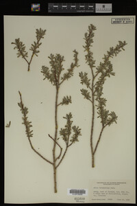 Salix brachycarpa image