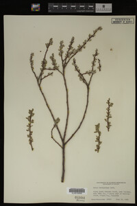 Salix brachycarpa image