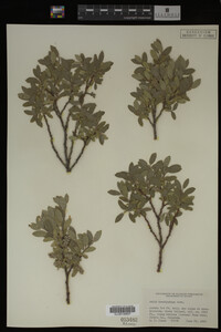 Salix brachycarpa image