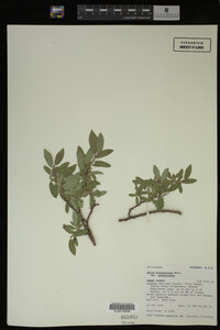 Salix brachycarpa image