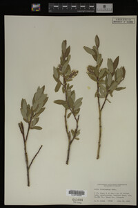 Salix brachycarpa image