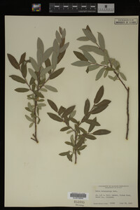 Salix brachycarpa image