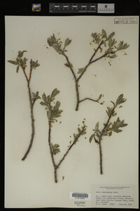 Salix brachycarpa image