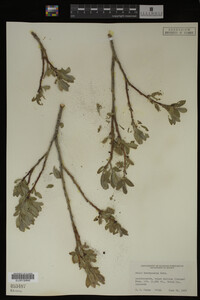 Salix brachycarpa image