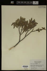 Salix brachycarpa image