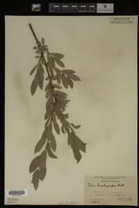 Salix brachycarpa image